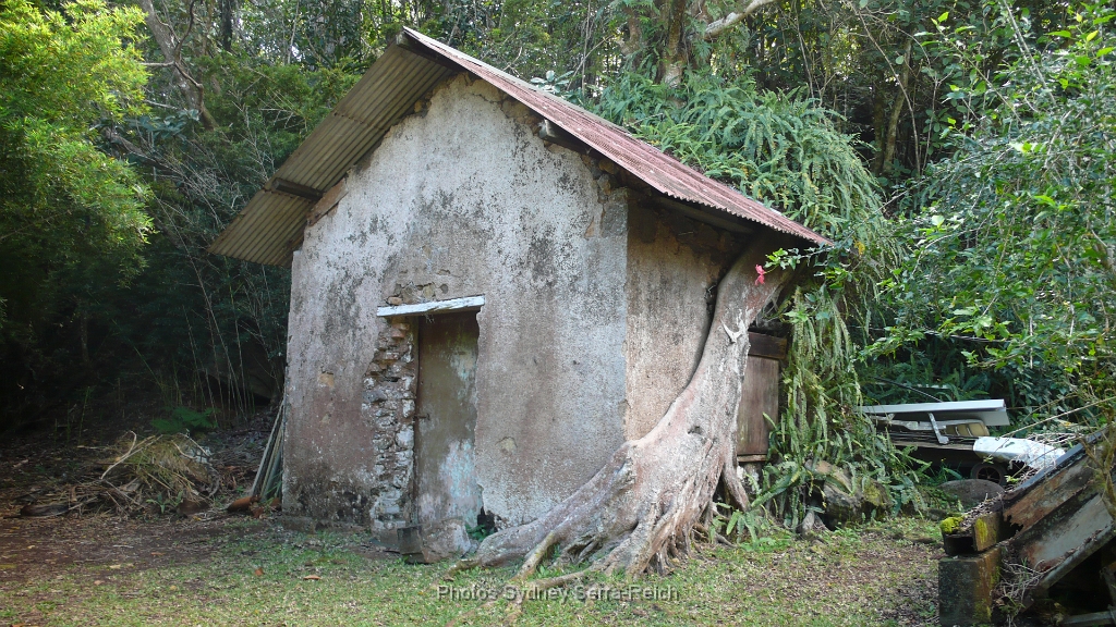 Banian sur les vestiges du bagne de Prony.JPG - Banian sur les vestiges du bagne de Prony. Août 2014